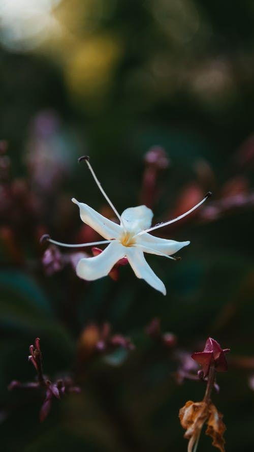 有关倾斜移位, 垂直拍摄, 增长的免费素材图片