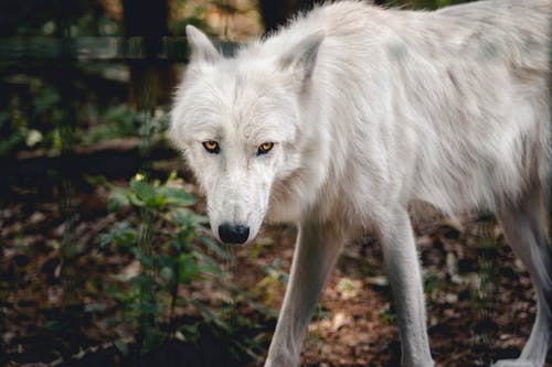 白狼在森林里的特写照片 · 免费素材图片