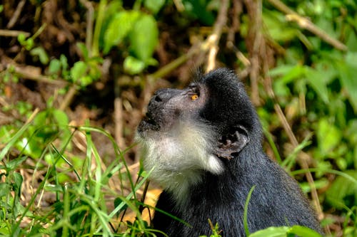 有关保存, 侧面图, 公园的免费素材图片