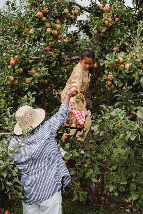 与母亲在农场的族裔青少年收获苹果 · 免费素材图片