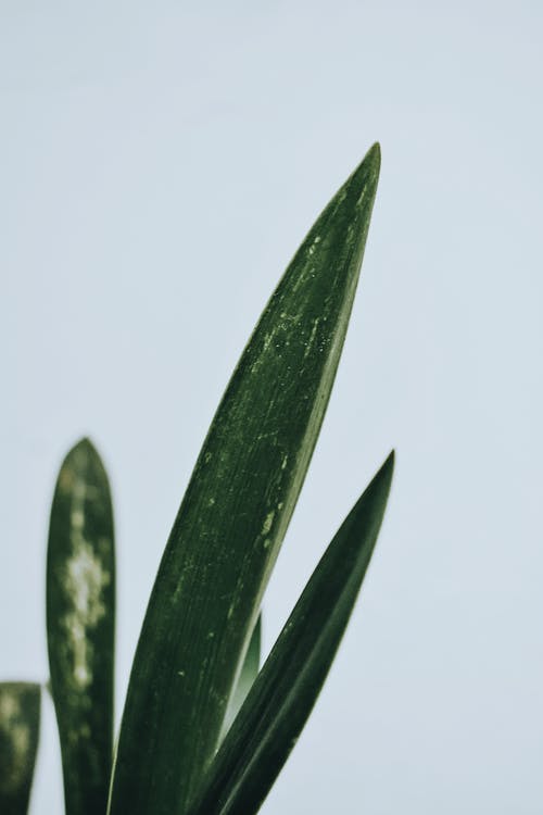 绿叶植物特写摄影 · 免费素材图片