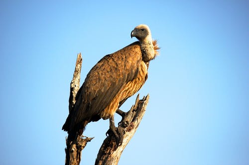 棕色秃鹰的特写摄影 · 免费素材图片