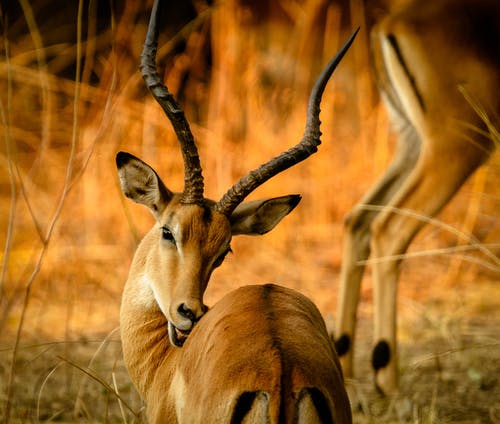 布朗瞪羚的选择性聚焦摄影 · 免费素材图片