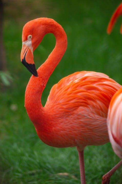 站在绿色的草坪上的粉红色的火烈鸟 · 免费素材图片