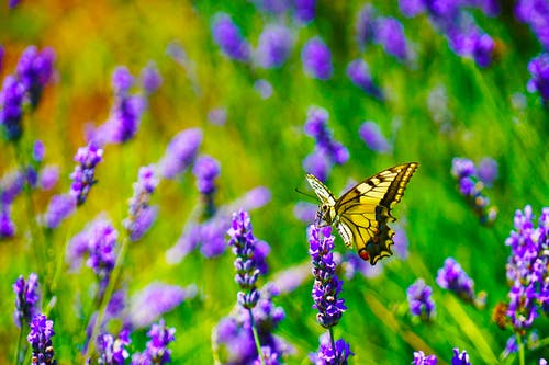 老虎燕尾蝴蝶栖息在薰衣草花上的选择性聚焦摄影 · 免费素材图片