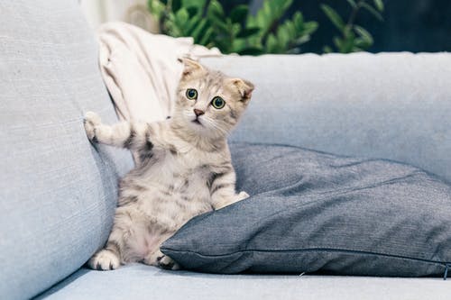 灰色和白色的虎斑小猫坐在沙发上的照片 · 免费素材图片