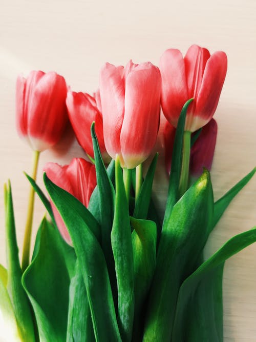 有关垂直拍摄, 微妙, 植物群的免费素材图片