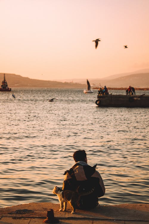 有关人, 动物, 坐的免费素材图片