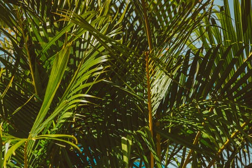 有关增长, 天性, 棕榈树叶的免费素材图片