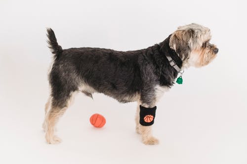 可爱的蓬松约克夏犬与篮球附近的贝尔 · 免费素材图片