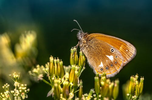 有关微距拍摄, 板栗荒地, 栖息的免费素材图片