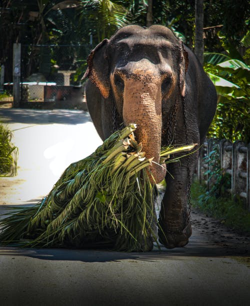 大象携带草 · 免费素材图片