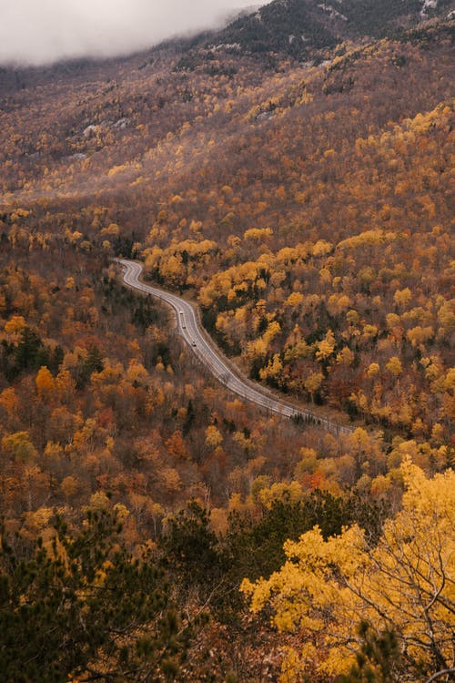 风景如画的树丛中的道路 · 免费素材图片