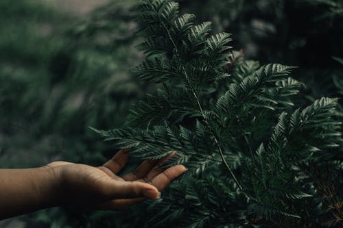 持有绿叶植物的人 · 免费素材图片