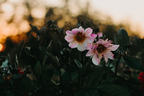 白色和粉红色的花瓣花的选择性聚焦摄影 · 免费素材图片