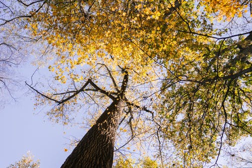 高大的树木，金黄的叶子，在秋天的蓝天下 · 免费素材图片