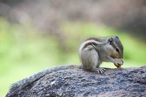 棕色和黑色花栗鼠在岩石上吃 · 免费素材图片