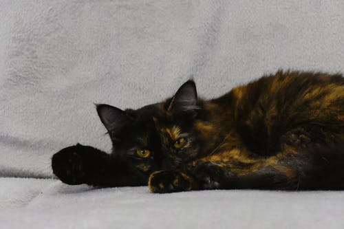 黑猫睡觉的照片 · 免费素材图片