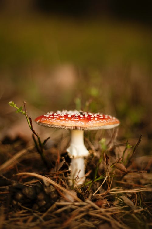 红色和棕色蘑菇的宏观摄影 · 免费素材图片