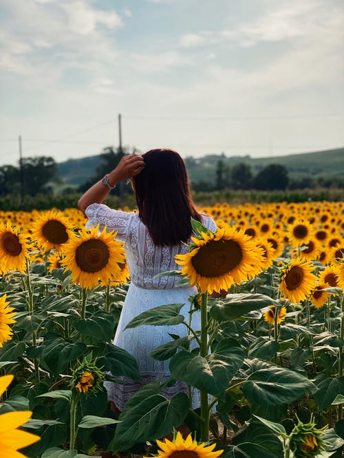 有关向日葵, 垂直拍摄, 增长的免费素材图片