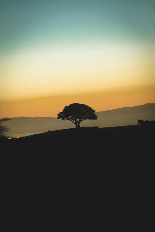 黎明时树的照片 · 免费素材图片