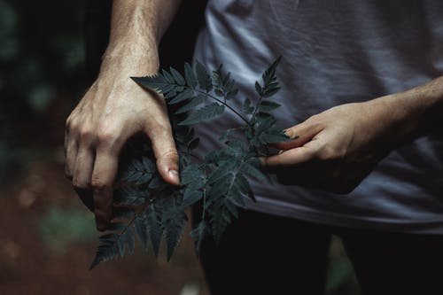 有关手, 海藻, 绿叶的免费素材图片