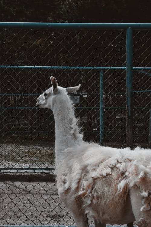 有关动物, 动物园, 哺乳动物的免费素材图片