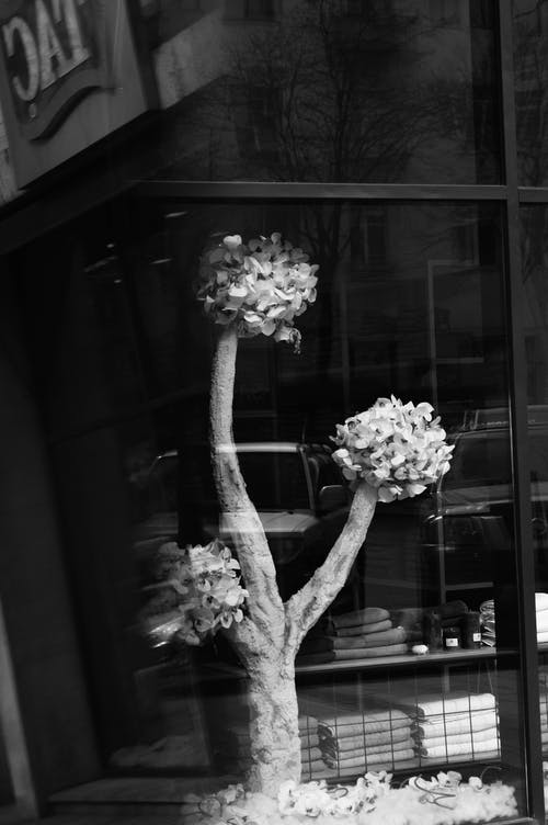 靠窗的盆景植物灰度摄影 · 免费素材图片