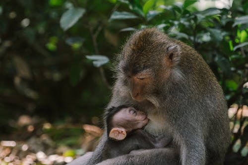 猴子母乳喂养她的婴儿 · 免费素材图片
