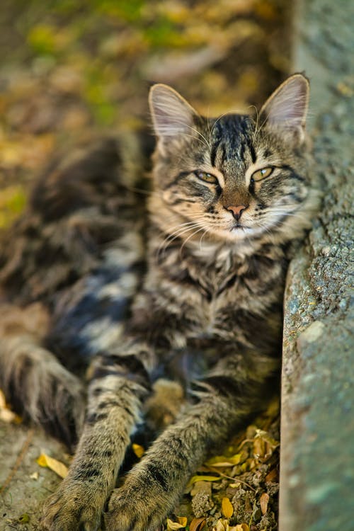 有关动物, 动物摄影, 可爱的免费素材图片