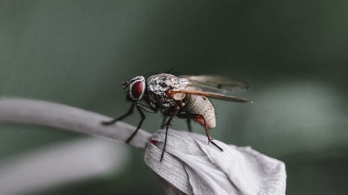 家蝇在封闭的花蕾上 · 免费素材图片