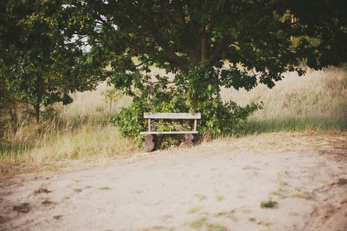 树旁的木凳上 · 免费素材图片