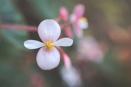 有关公园, 冷静, 味道的免费素材图片