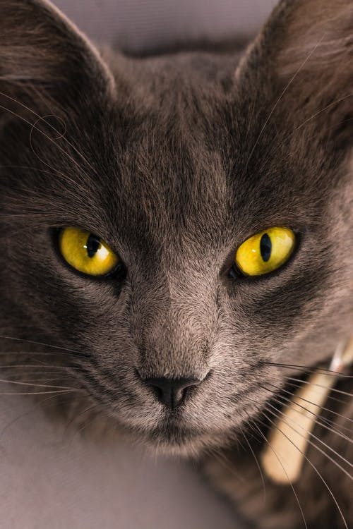 黑猫躺在灰色的表面上 · 免费素材图片