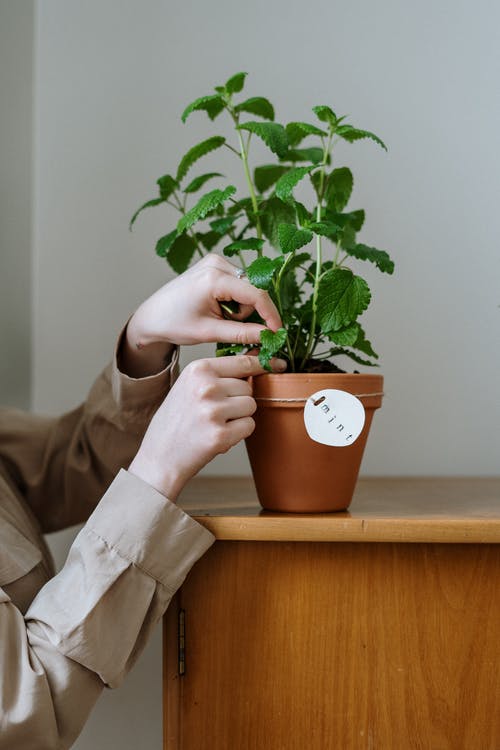 有关修剪花草, 增长, 室内植物的免费素材图片