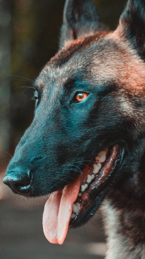 有关动物, 动物摄影, 口的免费素材图片