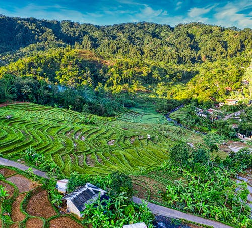 有关住宅, 农艺学, 丛林的免费素材图片