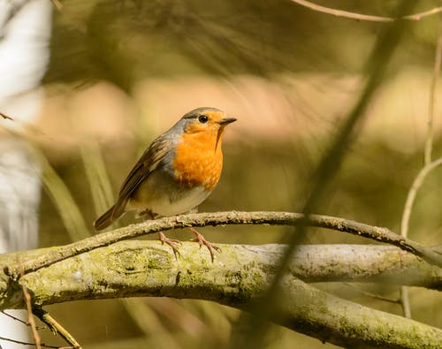 有关muscicapidae, rubecula, 乾的的免费素材图片