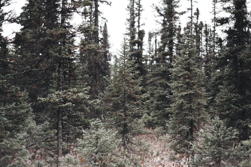 有关天性, 松树, 森林的免费素材图片