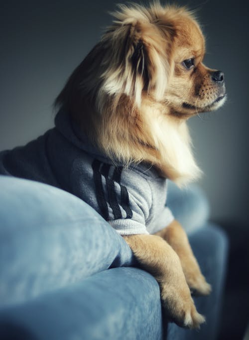 棕色的狗，斜倚在沙发靠背上的灰色毛衣的侧视图照片 · 免费素材图片