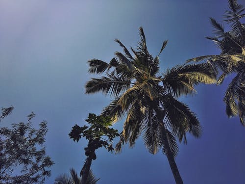 蓝蓝的天空下的绿色椰子和木瓜树 · 免费素材图片