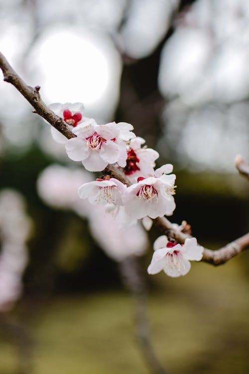 白色和粉红色的樱花，在关闭了摄影 · 免费素材图片