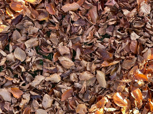 有关下落, 乾的, 地面的免费素材图片