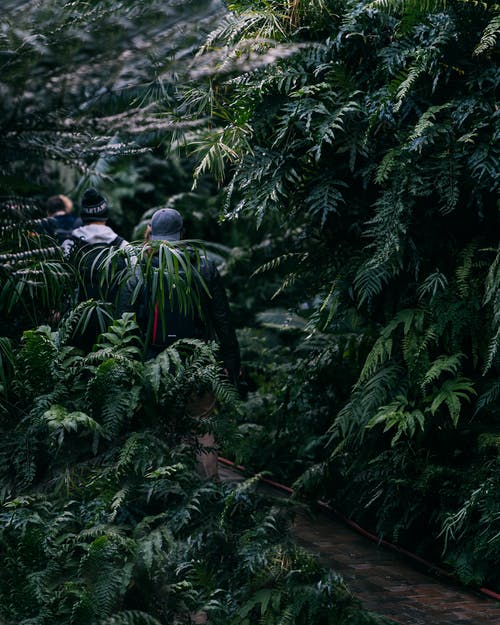 在森林上行走的人 · 免费素材图片