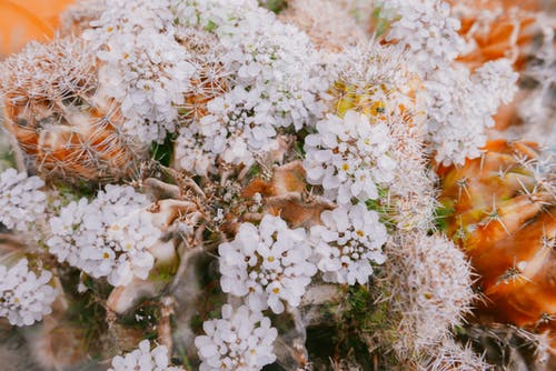 夏天花园里开着白花盛开的仙人掌 · 免费素材图片