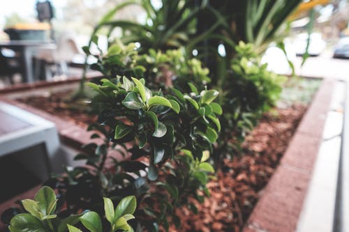 在大街上的锅中生长的茂盛黄杨木植物 · 免费素材图片