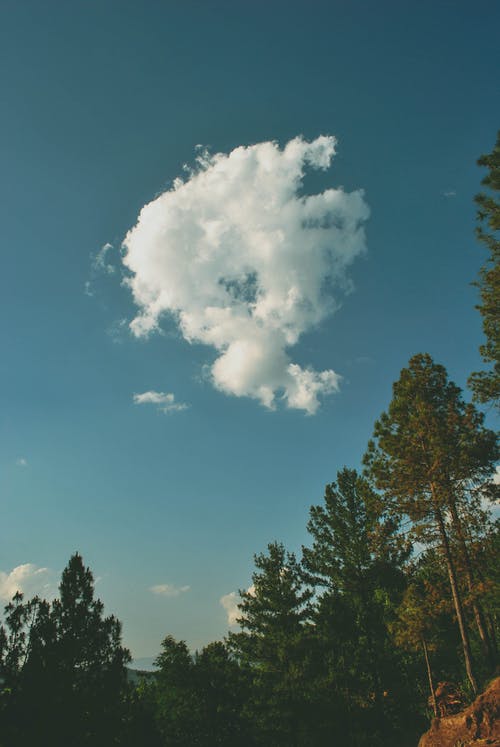 蓝色和白色的天空下的树木 · 免费素材图片