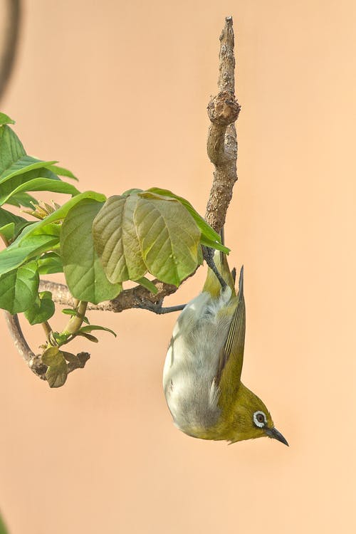 绿鸟 · 免费素材图片