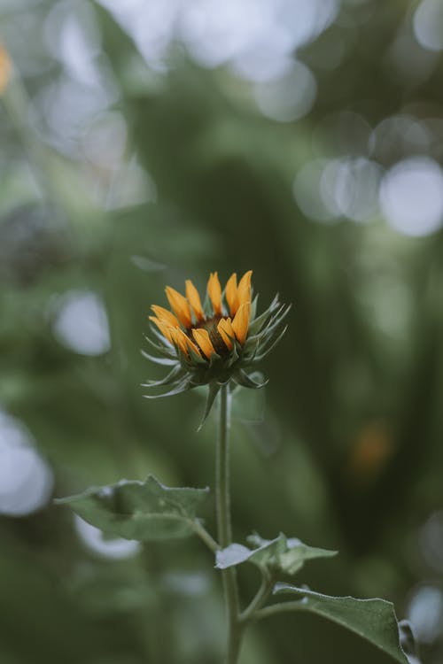 有关向日葵, 垂直拍摄, 增长的免费素材图片