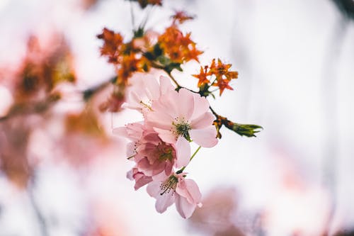 移轴镜头中的粉色和白色花朵 · 免费素材图片
